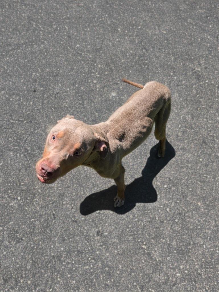 Enlarge Phantom, a ADOPTABLE mixed breed in Petersburg, VA image 3/5