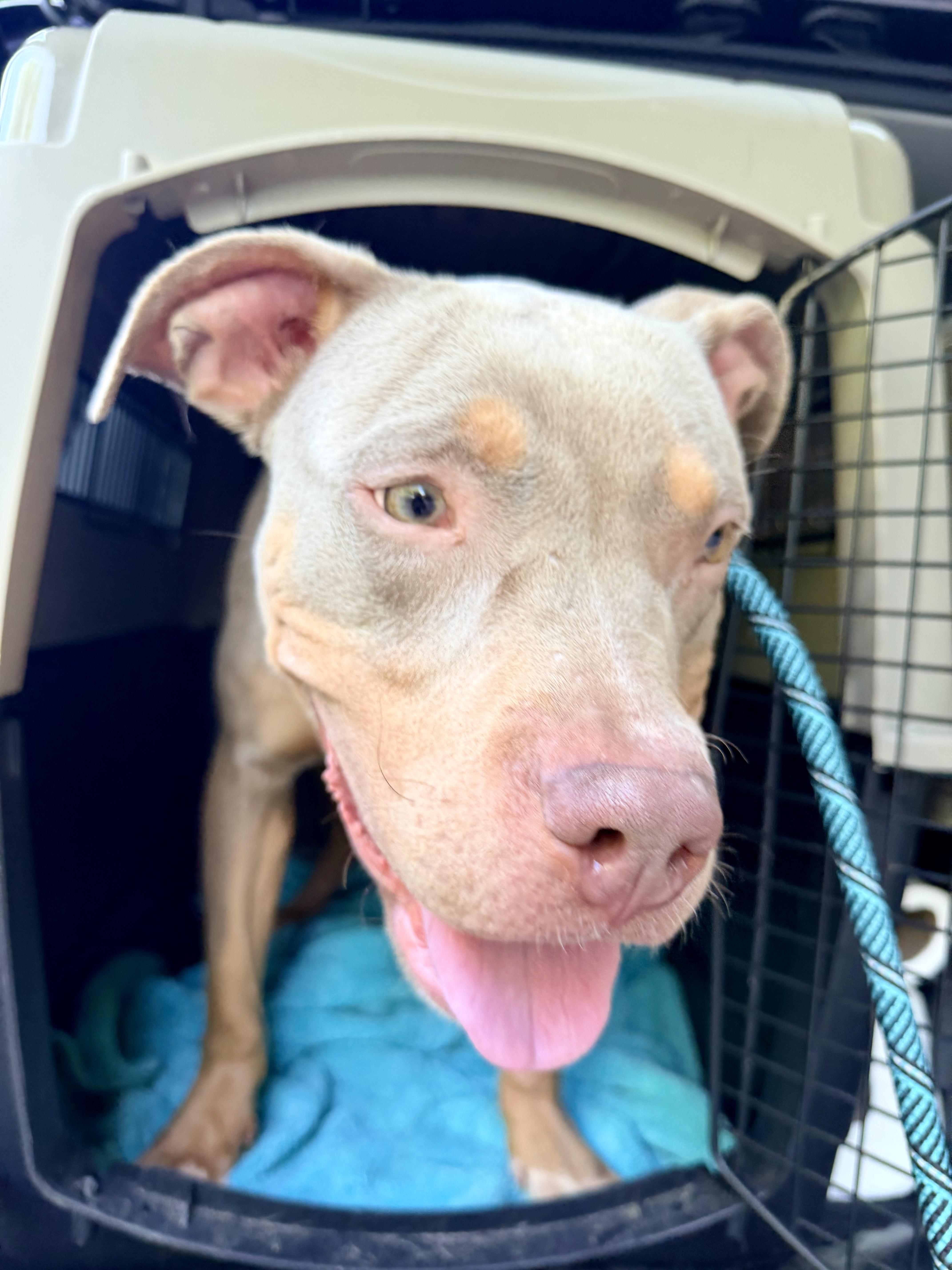 Enlarge Phantom, a ADOPTABLE mixed breed in Petersburg, VA image 3/6