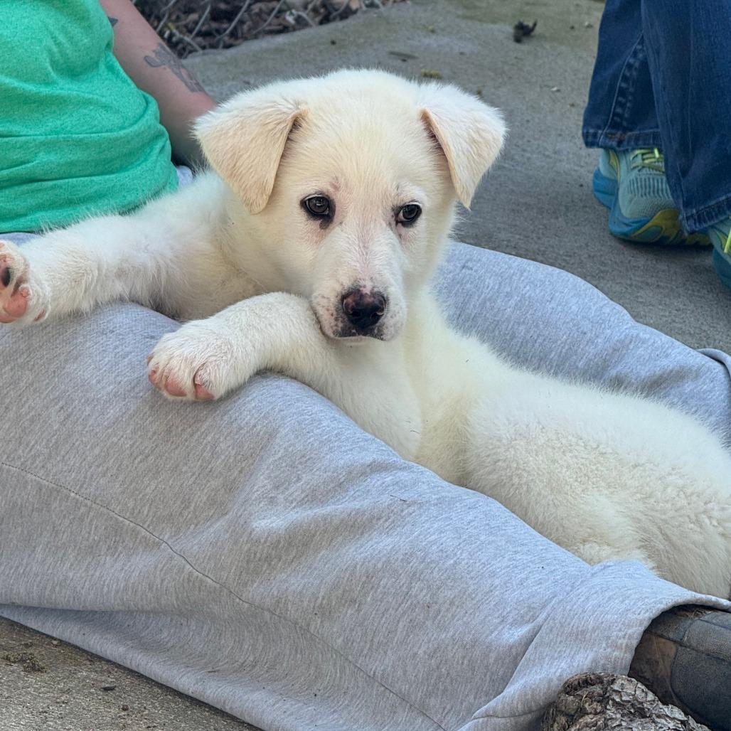 (Hold) Yeti, Adoptable, Puppy Male Great Pyrenees.