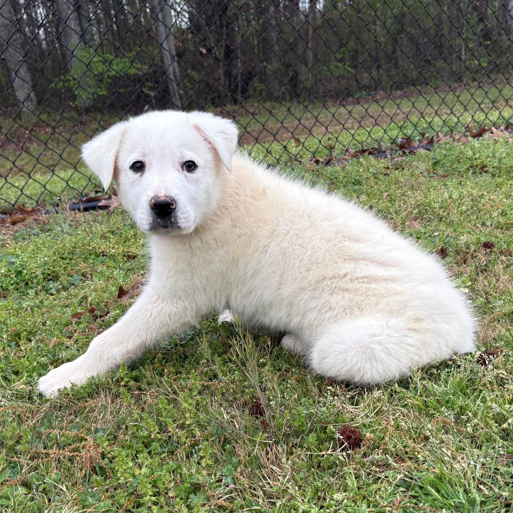 Enlarge (Hold) Yeti, a Adoptable mixed breed in Cabot, AR image 2/3