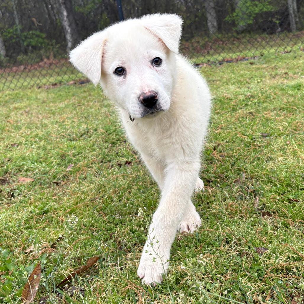 Enlarge (Hold) Yeti, a Adoptable mixed breed in Cabot, AR image 3/3