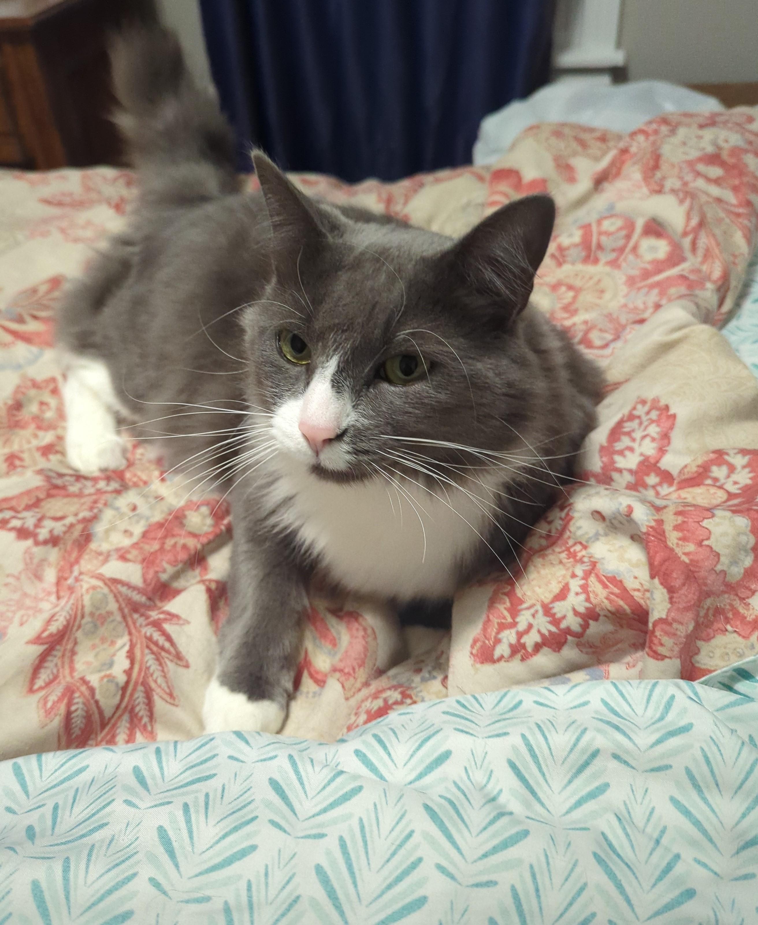 Grayson, Adoptable, Young Male Domestic Short Hair.