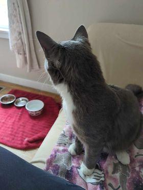 Enlarge Grayson, a Adoptable Domestic Short Hair in Rochester, NY image 3/4