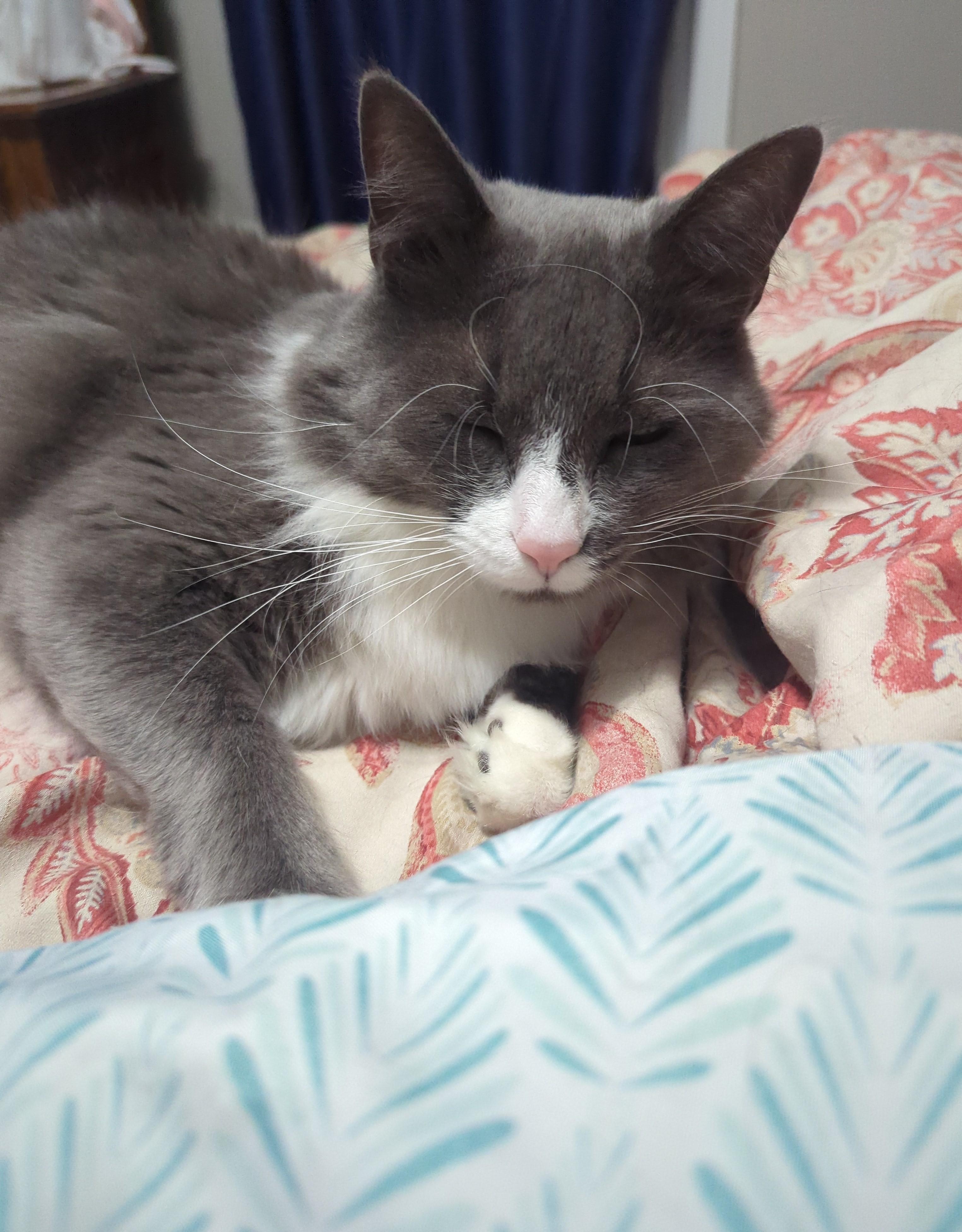 Enlarge Grayson, a Adoptable Domestic Short Hair in Rochester, NY image 2/4