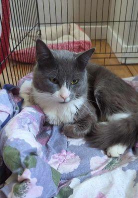 Enlarge Grayson, a Adoptable Domestic Short Hair in Rochester, NY image 4/4