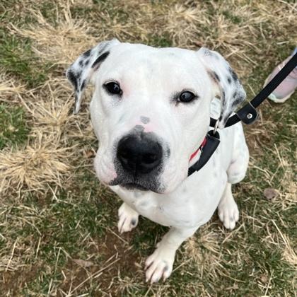 Domino, Adoptable, Young Male Pit Bull Terrier & Mixed Breed.