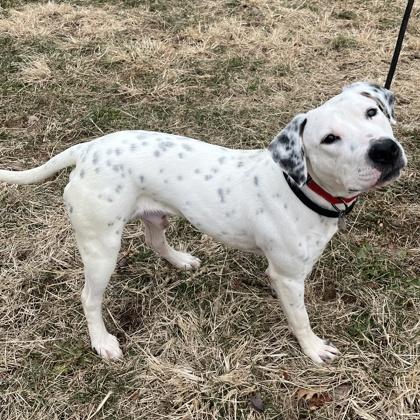 Domino, Adoptable, Young Male Pit Bull Terrier & Mixed Breed.