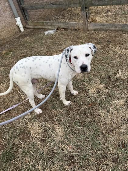 Domino, Adoptable, Young Male Pit Bull Terrier & Mixed Breed.