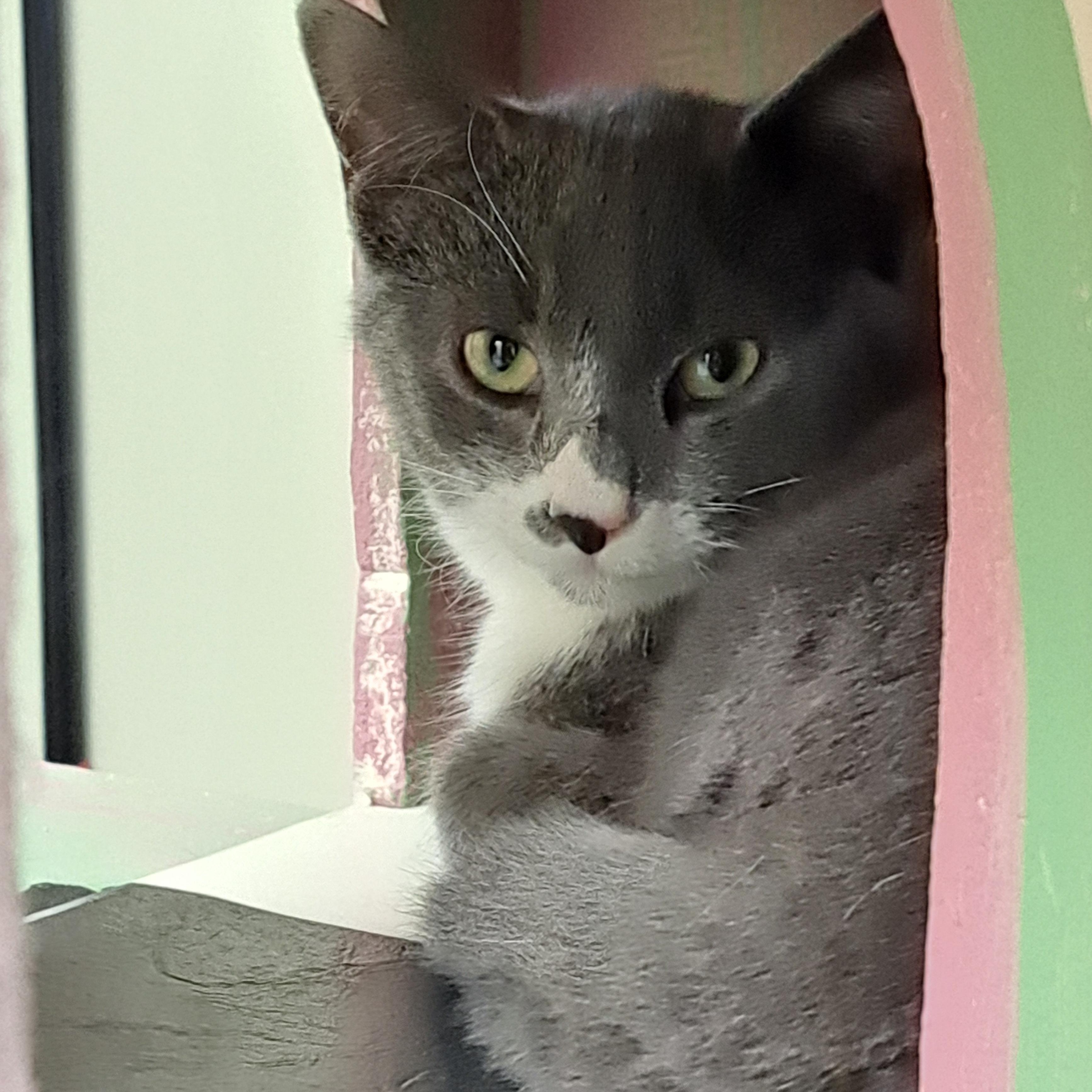 Wordle, Adoptable, Adult Male Domestic Short Hair.