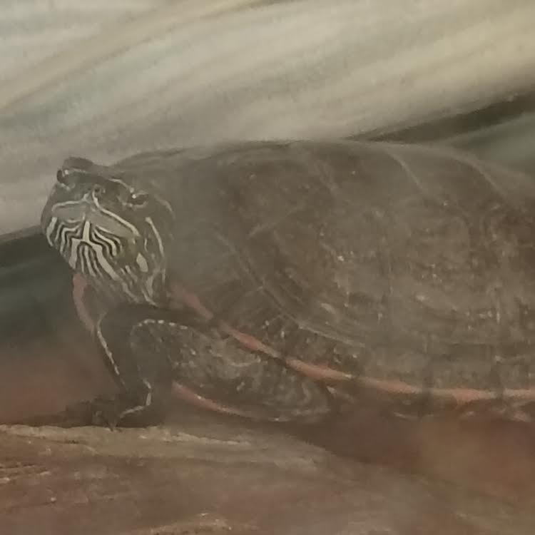 McGraw, a ADOPTABLE Painted in Dearborn, MO image 5/5
