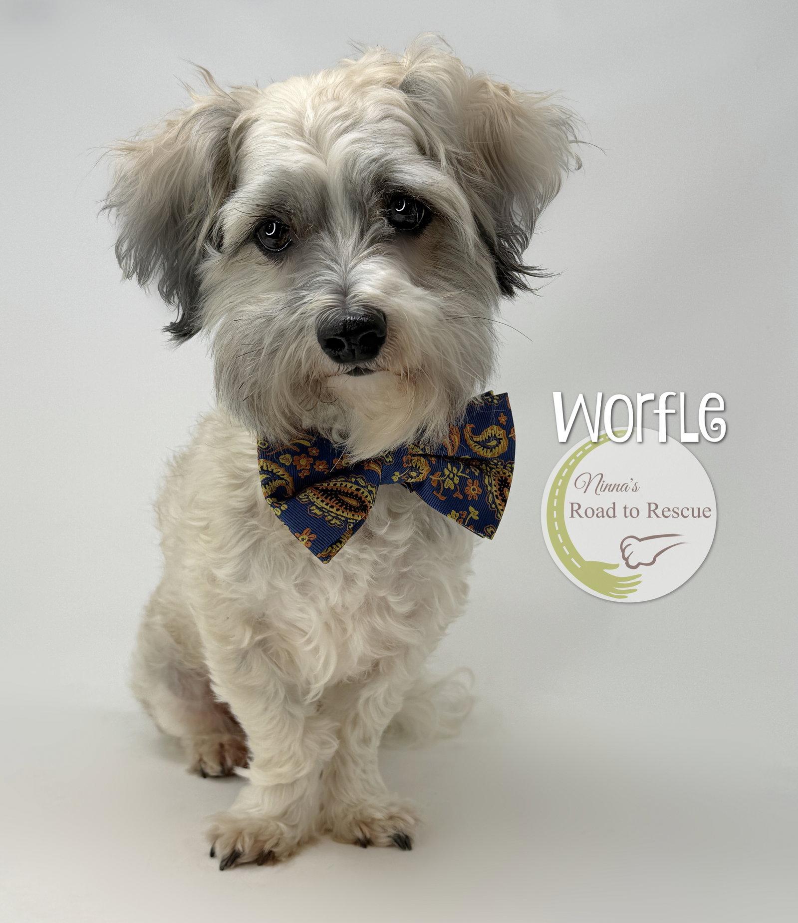 Worfle, a Adoptable mixed breed in Benton, LA image 1/2