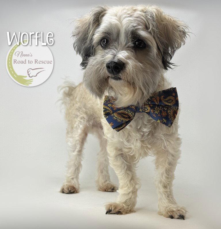 Worfle, a Adoptable mixed breed in Benton, LA image 2/2