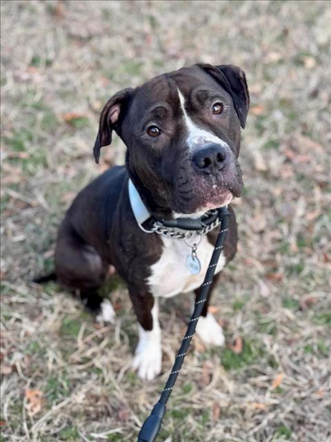 Ruby, a Adoptable mixed breed in Baltimore, MD image 1/3