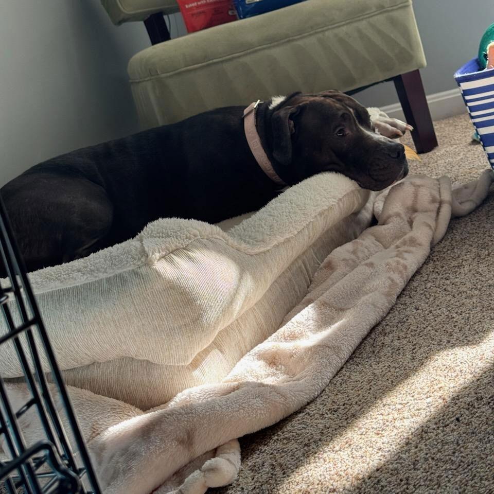 Ruby, a Adoptable mixed breed in Baltimore, MD image 2/3