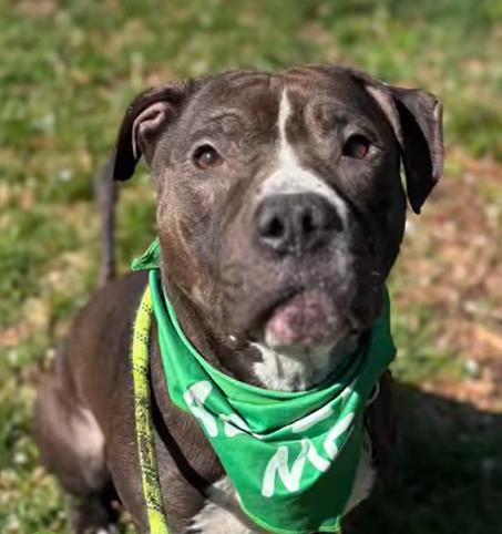 Ruby, a Adoptable mixed breed in Baltimore, MD image 3/3