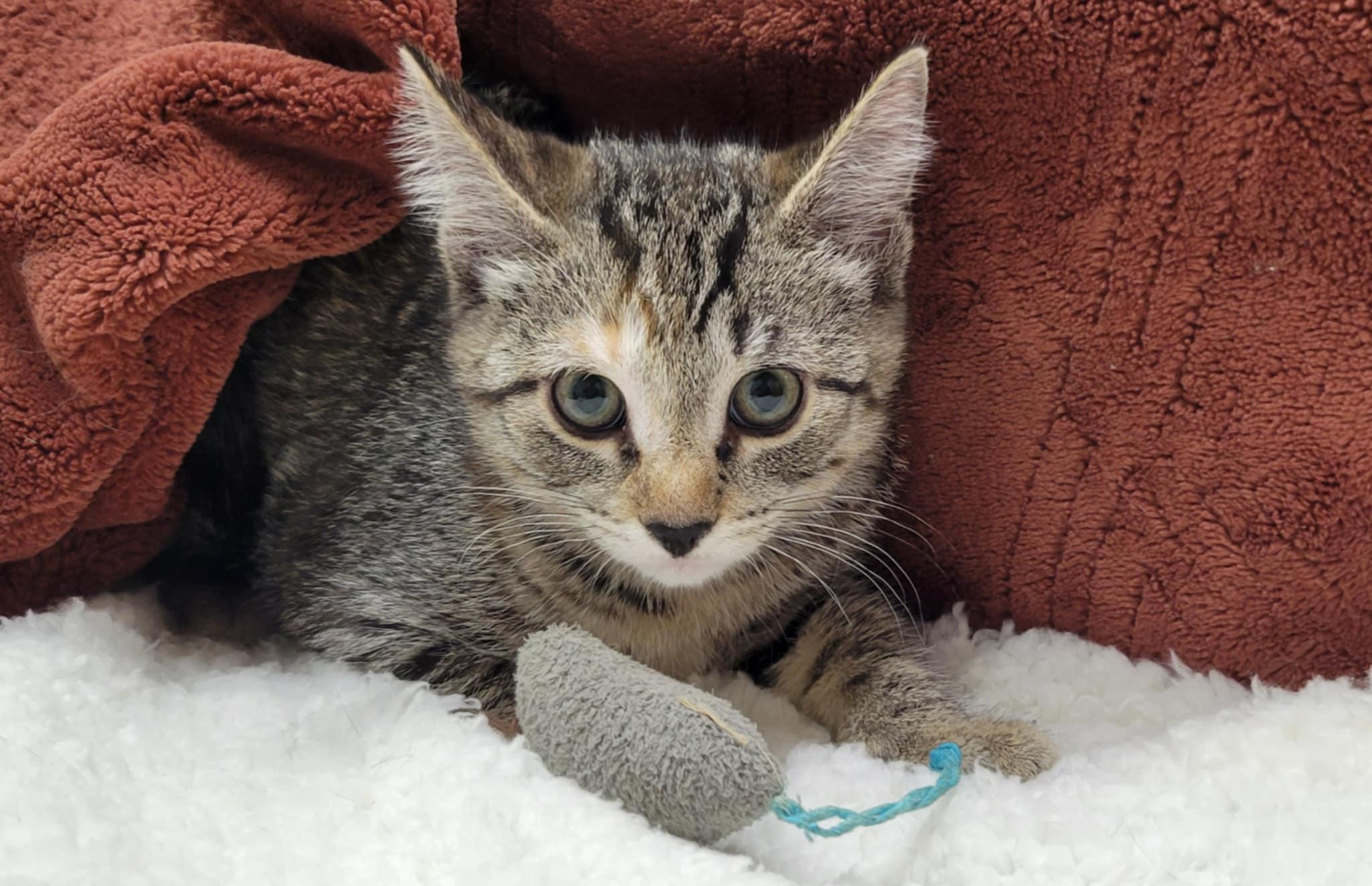 Billie Jean, a Adoptable mixed breed in Blaine, MN image 1/6