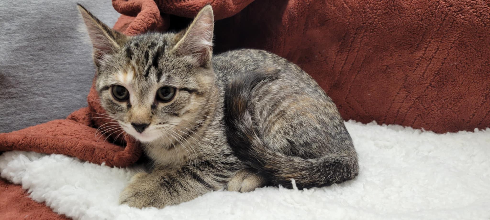 Billie Jean, a Adoptable mixed breed in Blaine, MN image 4/6