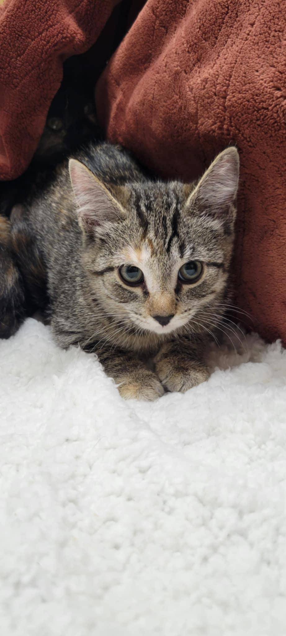 Billie Jean, a Adoptable mixed breed in Blaine, MN image 5/6