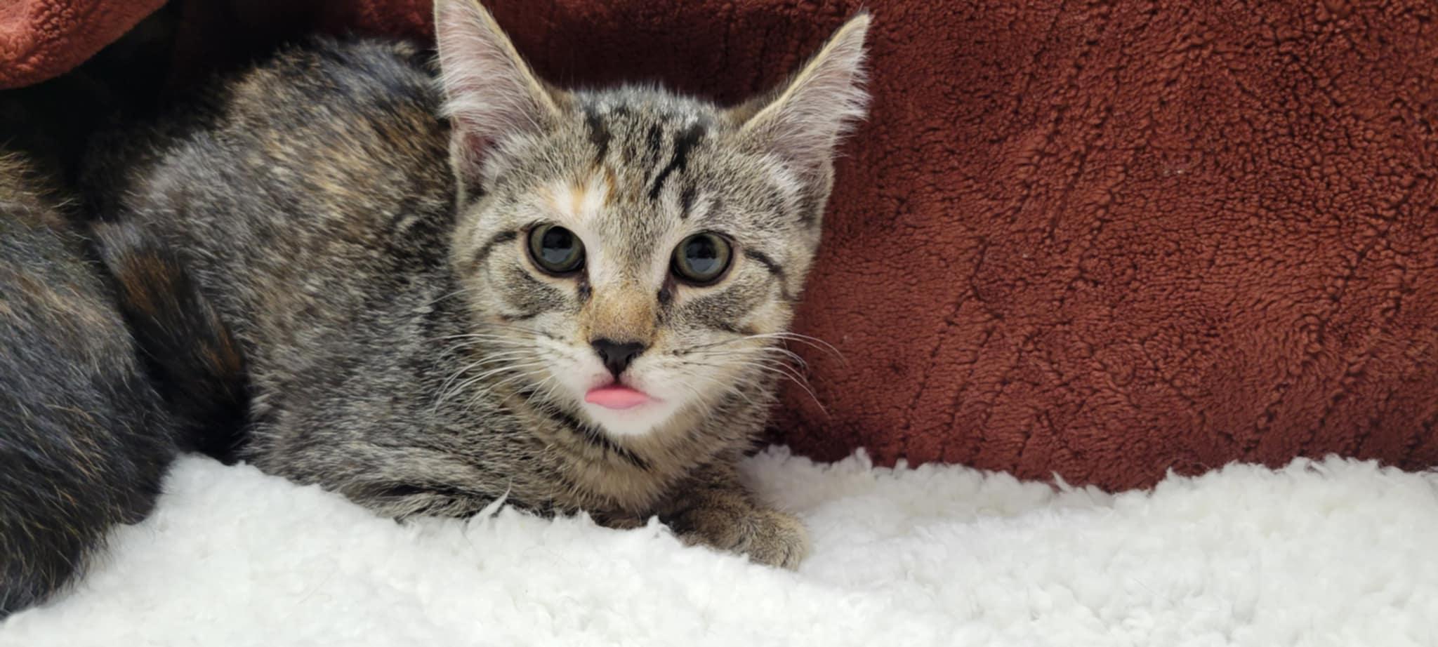 Billie Jean, a Adoptable mixed breed in Blaine, MN image 3/6