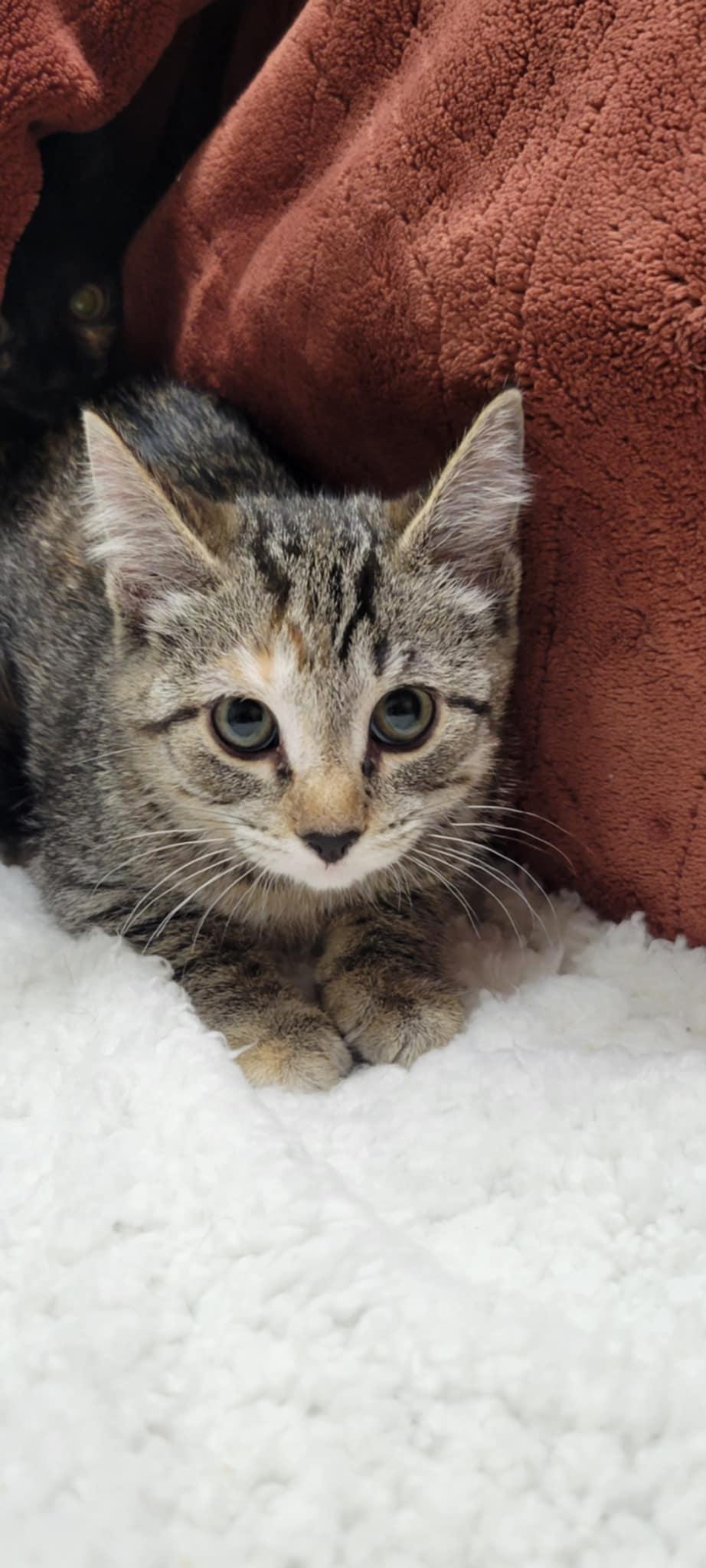 Billie Jean, a Adoptable mixed breed in Blaine, MN image 6/6