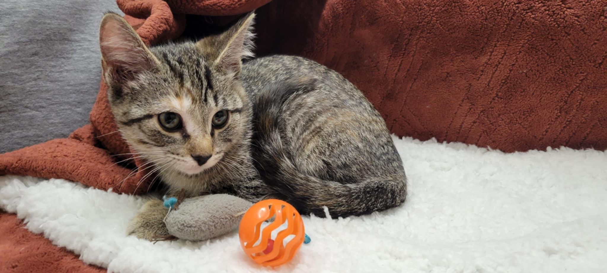 Billie Jean, a Adoptable mixed breed in Blaine, MN image 2/6