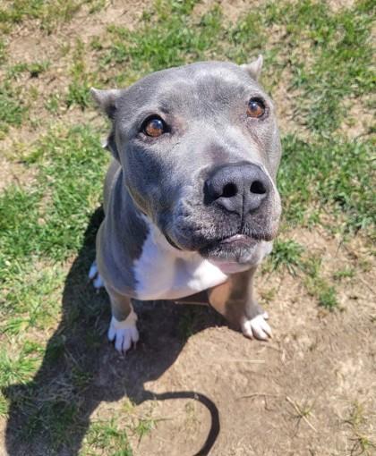 Enlarge Junie, a Adoptable mixed breed in Memphis, TN image 1/3