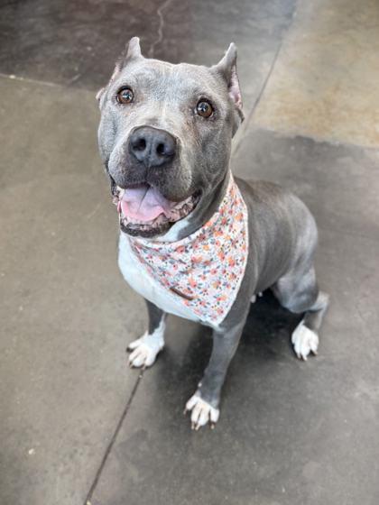 Enlarge Junie, a Adoptable mixed breed in Memphis, TN image 2/3