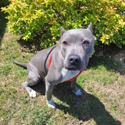 Enlarge Junie, a Adoptable mixed breed in Memphis, TN image 3/3