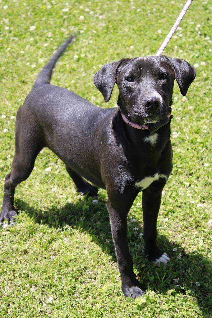 Enlarge Ozzy, a Adoptable mixed breed in Dyersburg, TN image 1/1