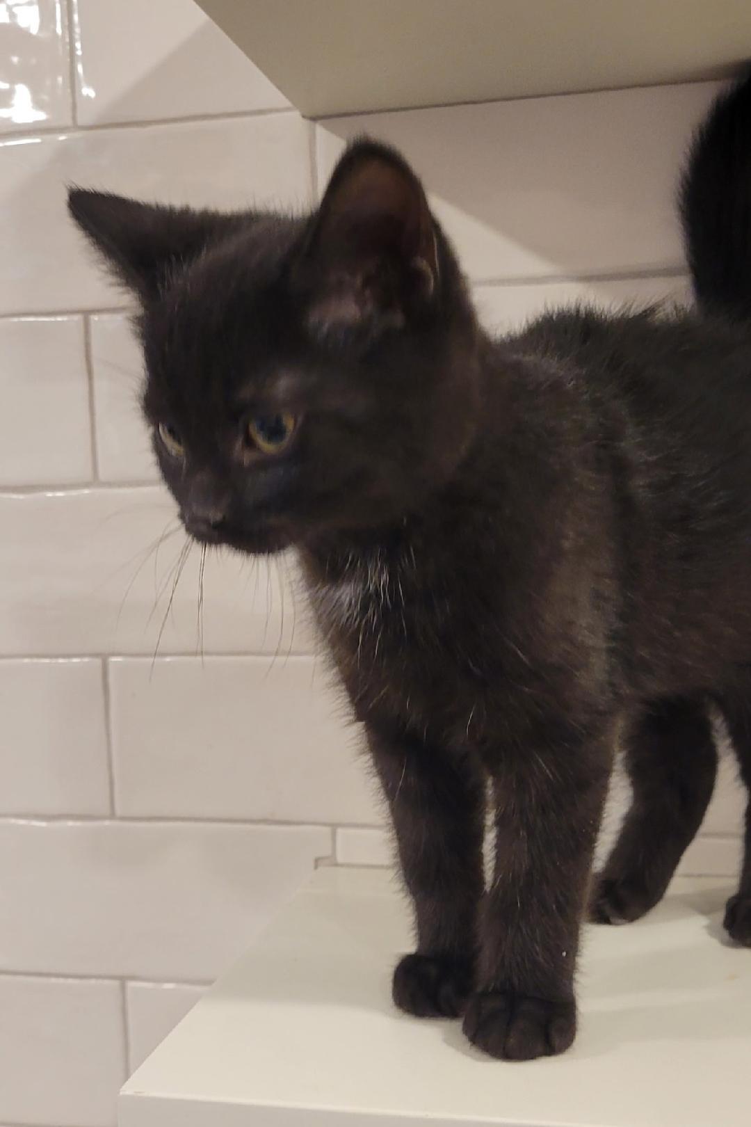 Jed, a ADOPTABLE Domestic Short Hair in Hamilton, ON image 3/3