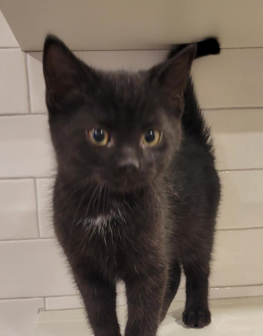 Jed, a ADOPTABLE Domestic Short Hair in Hamilton, ON image 1/3