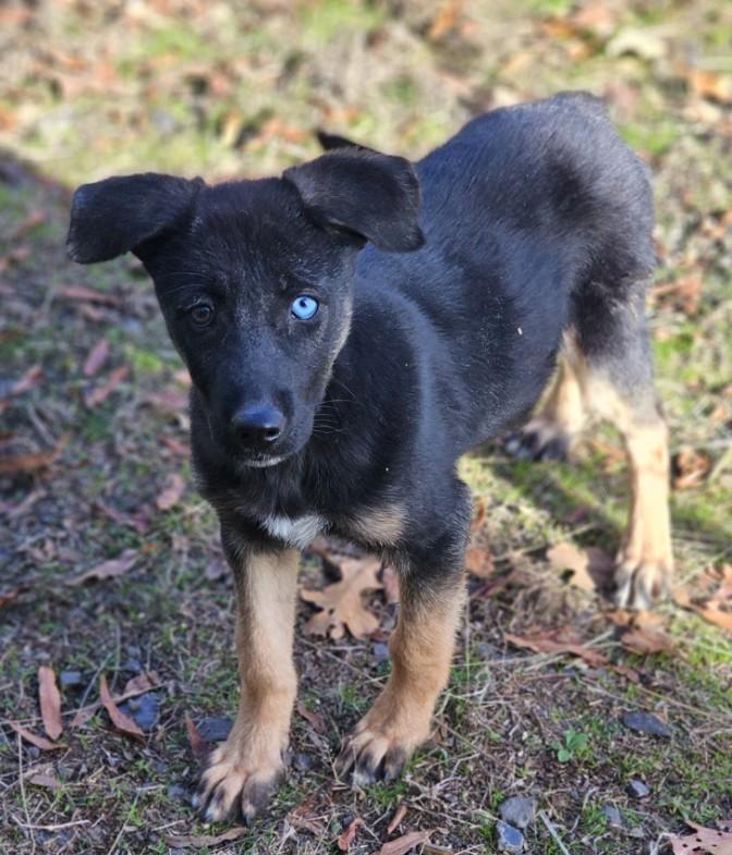 Enlarge Rasheda, an adopted mixed breed in Enfield , CT image 1/3