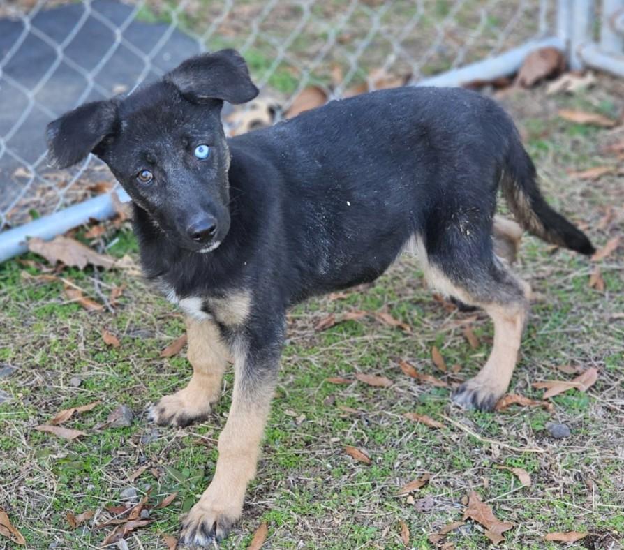 Enlarge Rasheda, an adopted mixed breed in Enfield , CT image 3/3