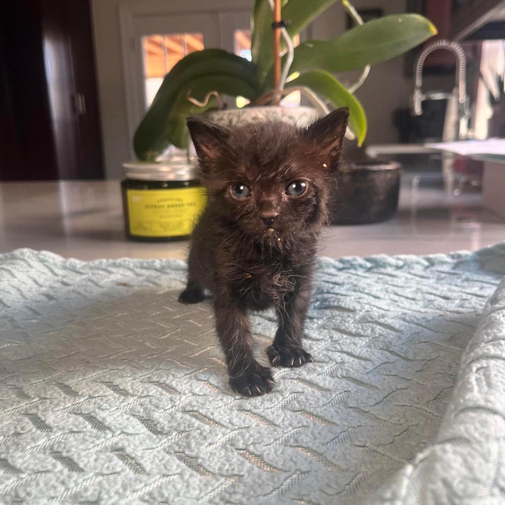 Lilith, Adoptable, Kitten Female Domestic Short Hair.