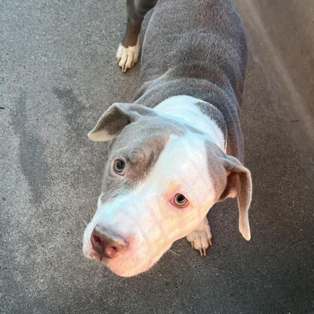 Kale A2119010, Adoptable, Adult Male Pit Bull Terrier & Mixed Breed.