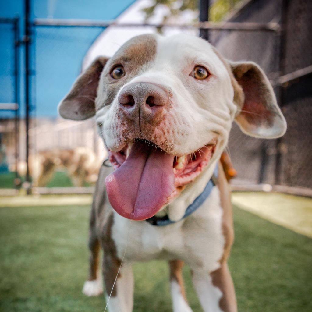 Kale A2119010, a Adoptable mixed breed in Mission Hills, CA image 2/6