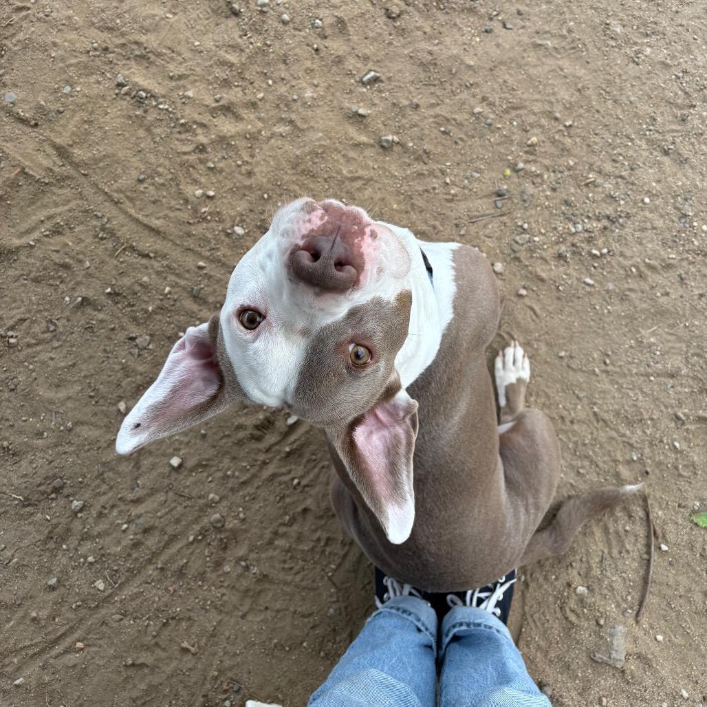 Kale A2119010, a Adoptable mixed breed in Mission Hills, CA image 3/6
