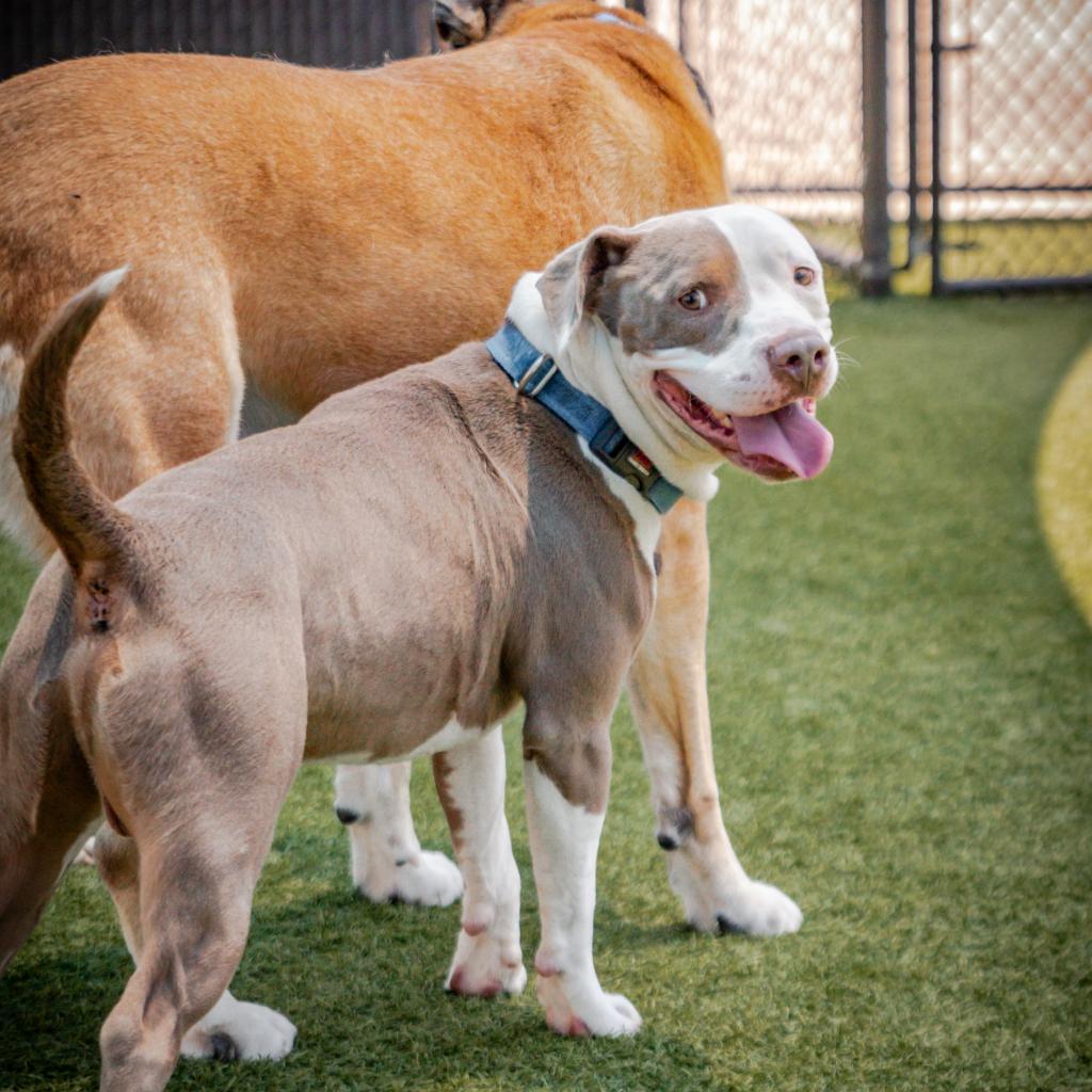 Kale A2119010, a Adoptable mixed breed in Mission Hills, CA image 4/6