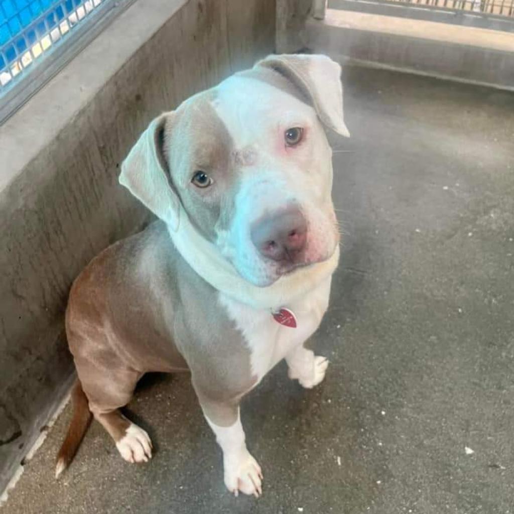 Kale A2119010, a Adoptable mixed breed in Mission Hills, CA image 5/6