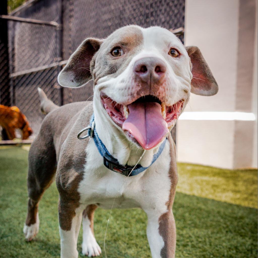Kale A2119010, a Adoptable mixed breed in Mission Hills, CA image 6/6
