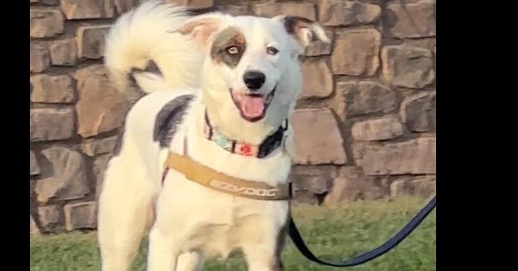 Ralphie, a Adoptable mixed breed in Tigard, OR image 1/5