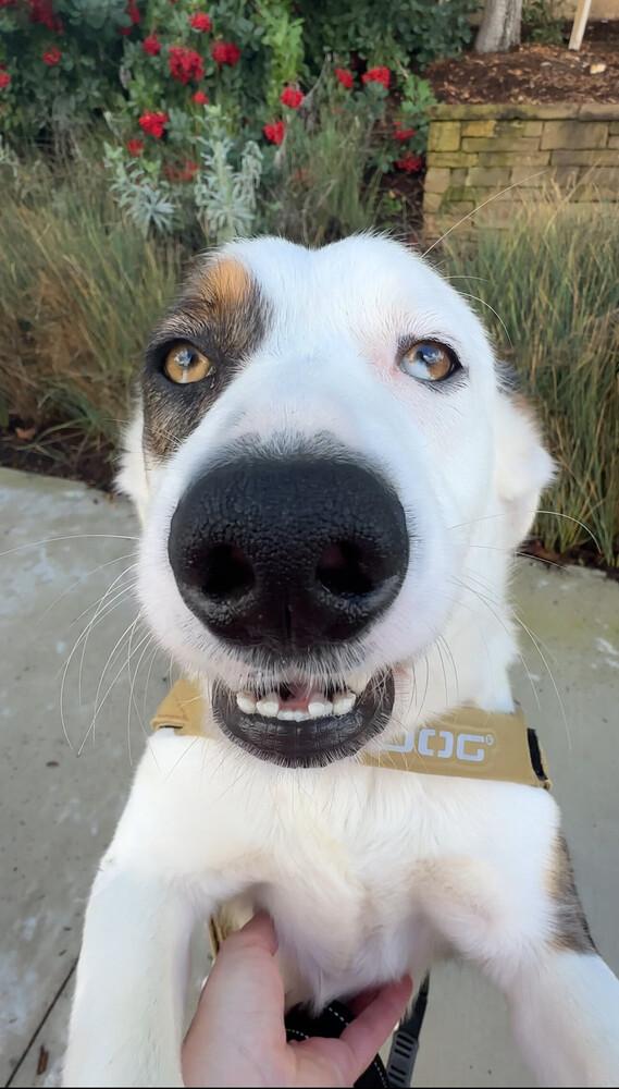 Ralphie, a Adoptable mixed breed in Tigard, OR image 2/5