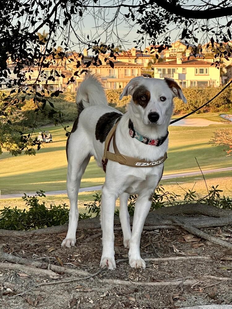 Ralphie, a Adoptable mixed breed in Tigard, OR image 3/5