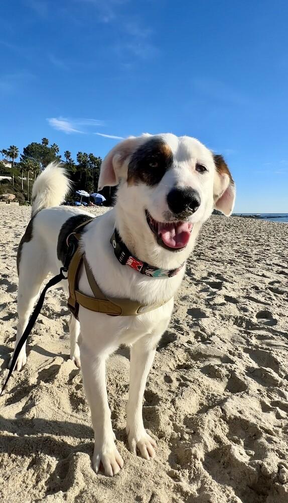 Ralphie, a Adoptable mixed breed in Tigard, OR image 4/5