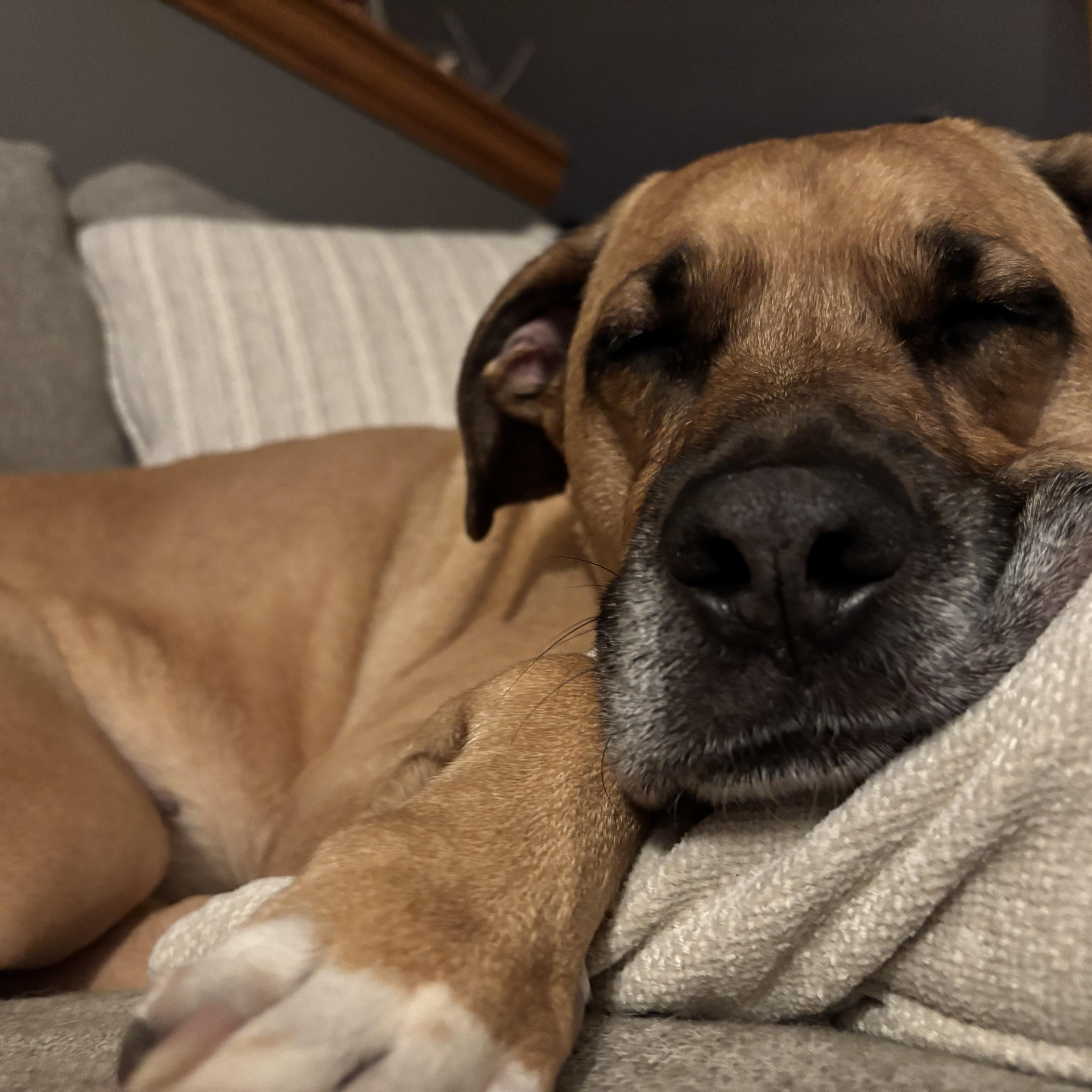 Athena, a ADOPTABLE mixed breed in Brunswick, OH image 2/4