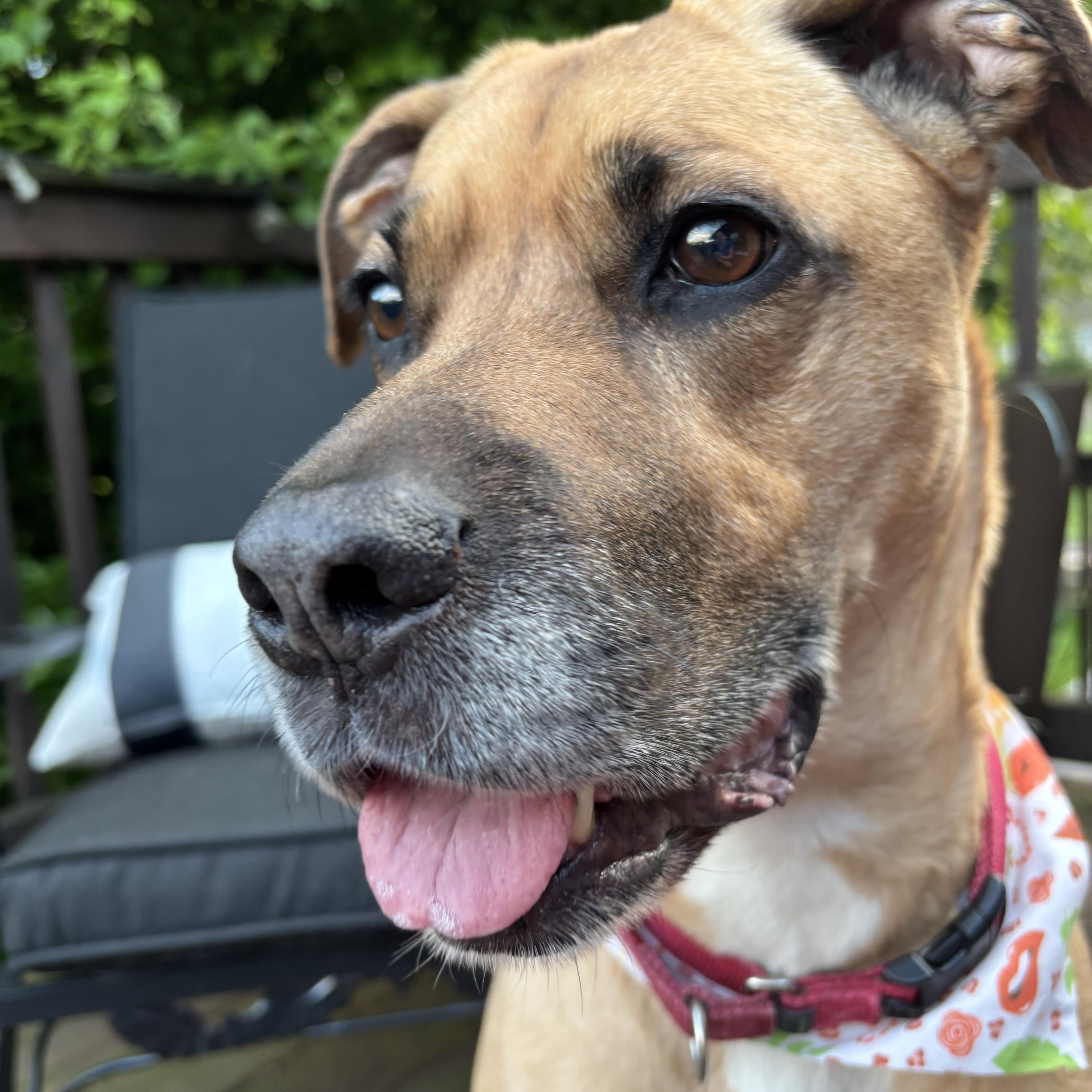 Athena, ADOPTABLE, Adult Female Boxer.