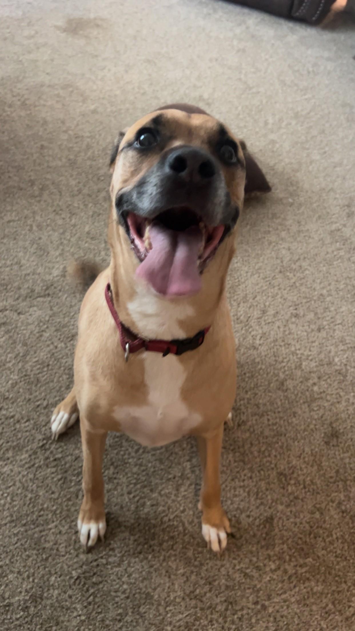 Athena, a ADOPTABLE mixed breed in Brunswick, OH image 4/4
