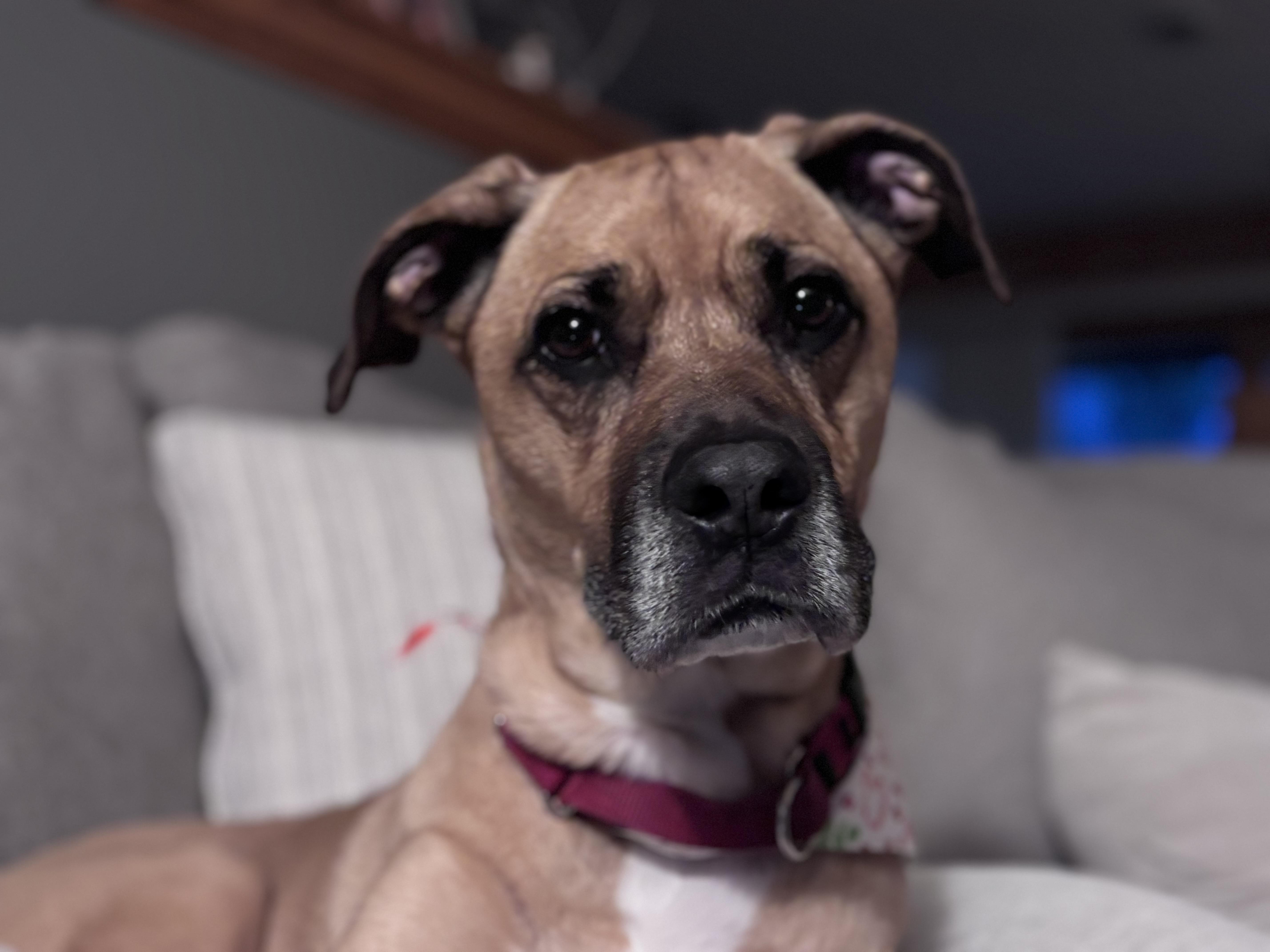 Athena, a ADOPTABLE mixed breed in Brunswick, OH image 3/4