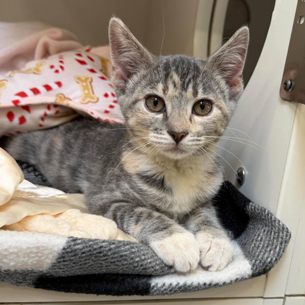 Amy, Adoptable, Kitten Female Domestic Short Hair.