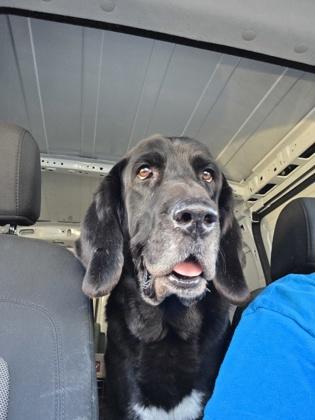 Lady Bird, Adoptable, Adult Female Newfoundland Dog & Mixed Breed.